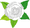 flowerrose10